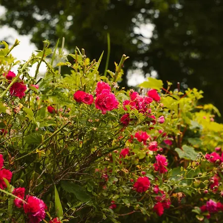 Longford Yellow Star Self-catering Vakantiehuis Esker South