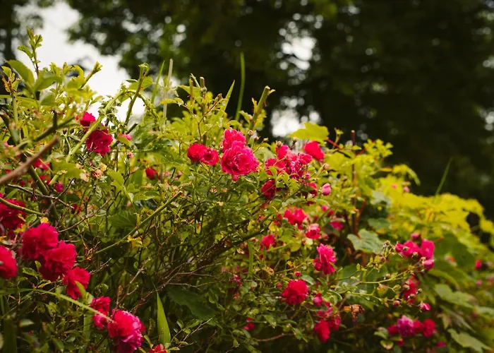 Longford Yellow Star Self-catering Сasa de vacaciones Esker South